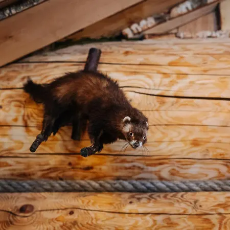 Vakantiehuis Alliku Holiday Home