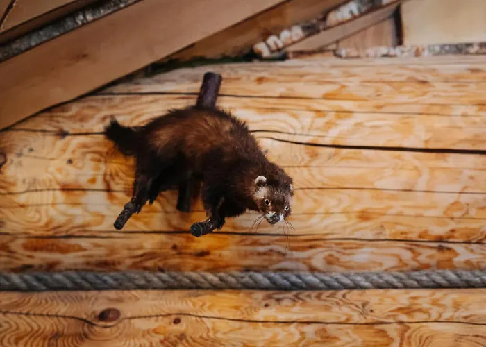 Feriehus Alliku Holiday Home